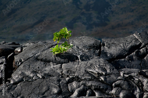 lone green plant on lava field