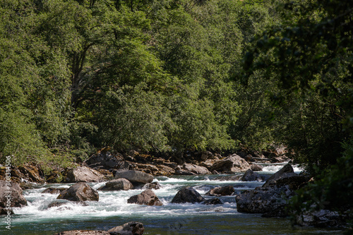 river in the forest