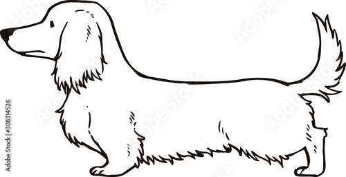 Long haired dachshund Outlines