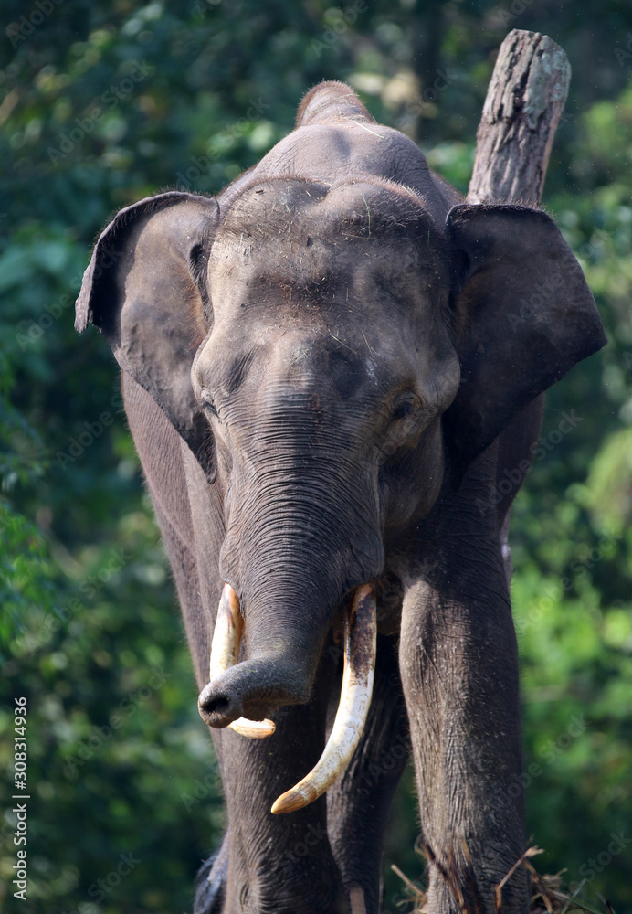 Fototapeta premium government elephants