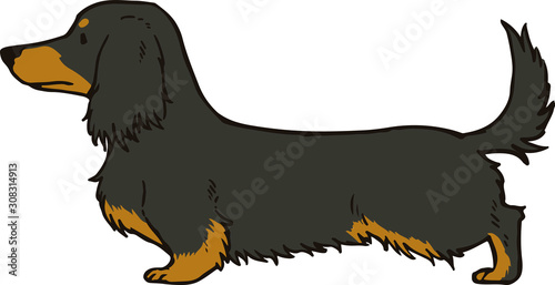 Long haired dachshund Black/Tan