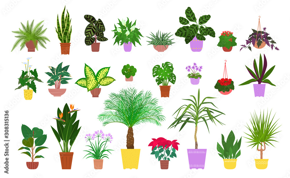 Fototapeta Set of various potted tropical houseplants. Flat style stock vector illustration.