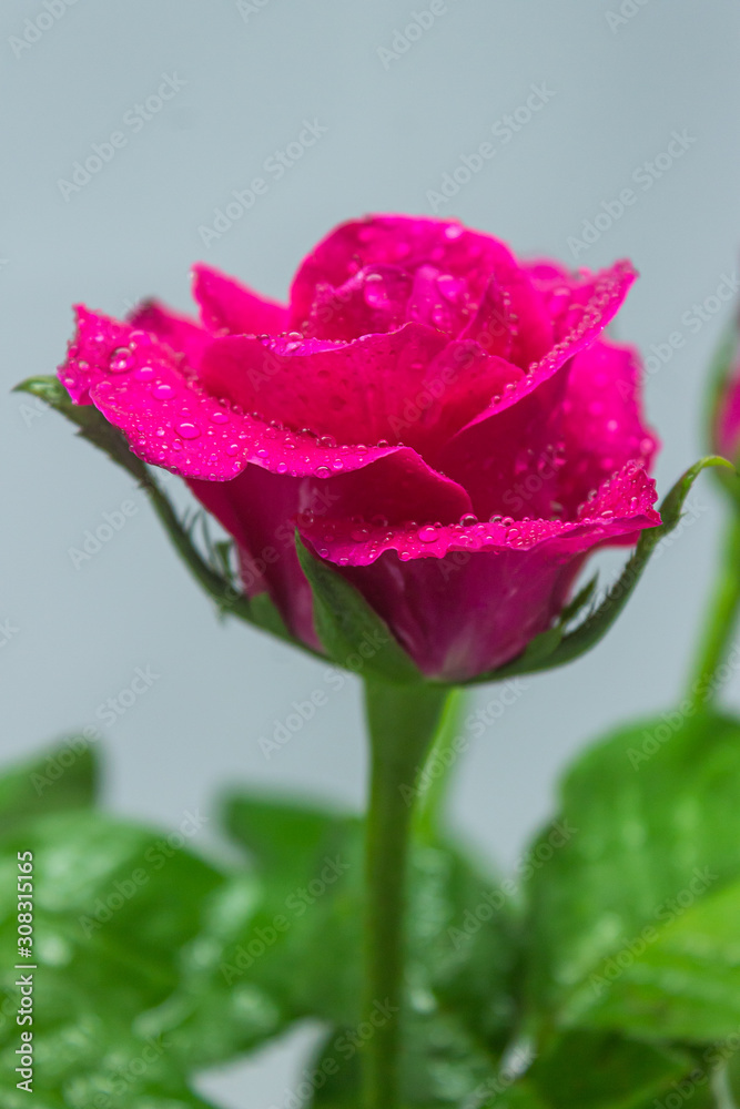 Perfect rose colorful on white background Perfect rose colorful on white background