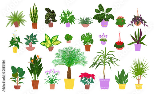 Set of various potted tropical houseplants. Flat style stock vector illustration. photo