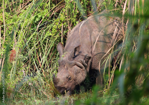 rhino © Ian
