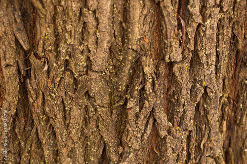 Wood bark texture, elm bark quite thick