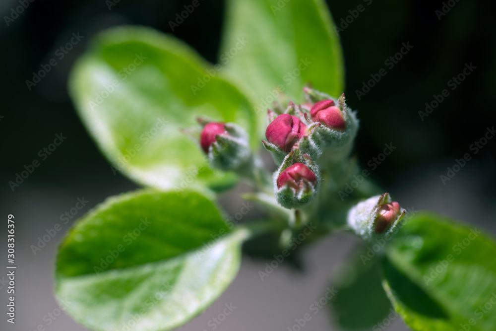 green leafs on flower, sweden, stockolm, nacka green leafs on flower, sweden, stockolm, nacka
