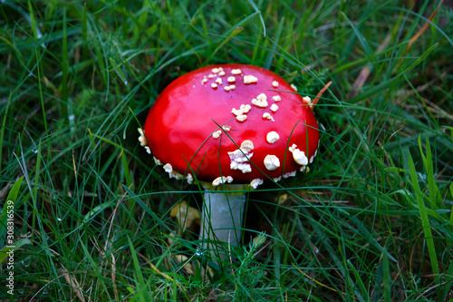 Amanita Muscaria