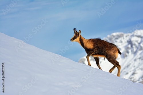 Chamois in the snow on the peaks of the National Park Picos de Europa in Spain.