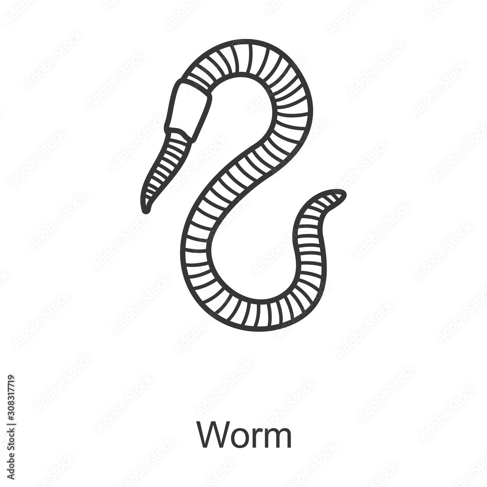 Worm vector icon.Line vector icon isolated on white background worm. Worm vector icon.Line vector icon isolated on white background worm.