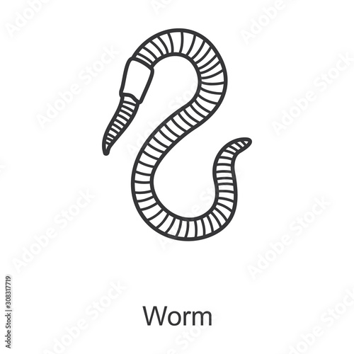 Worm vector icon.Line vector icon isolated on white background worm.