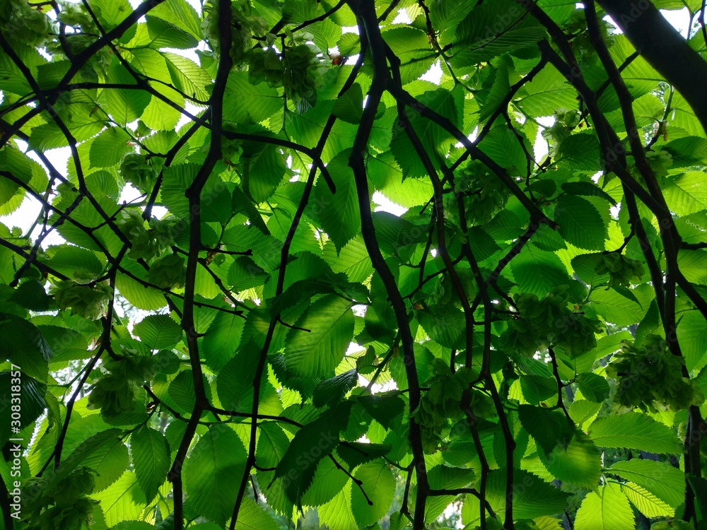 Branches with young leaves and flowers