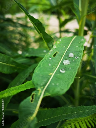 drops on leaf