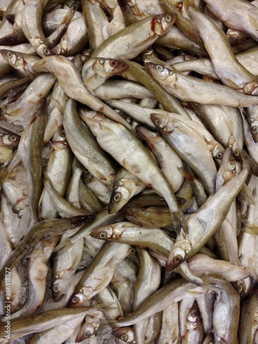 A lot of fresh sleek smelts at market