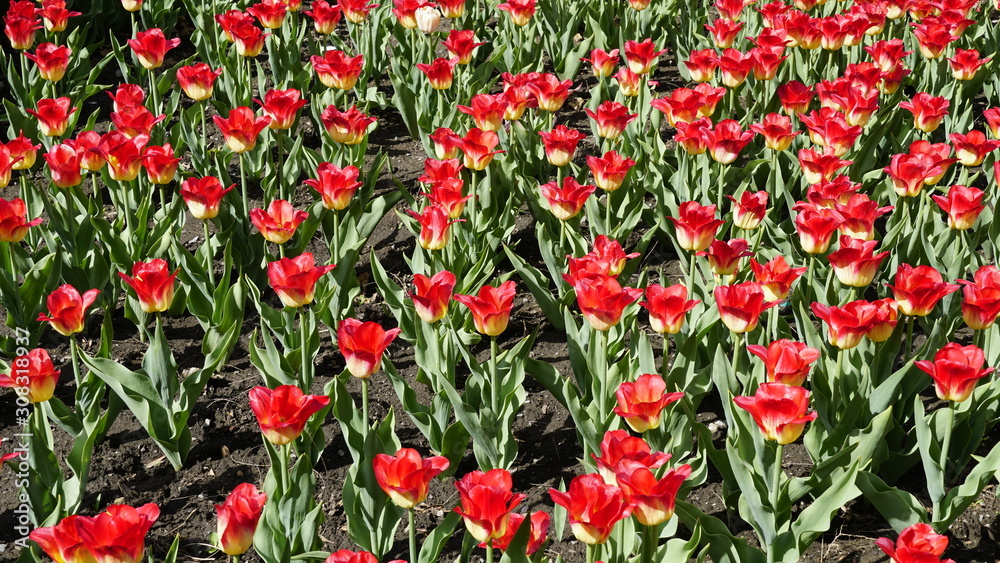 Fototapeta premium Tulip