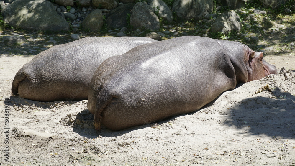 Obraz premium Hippo
