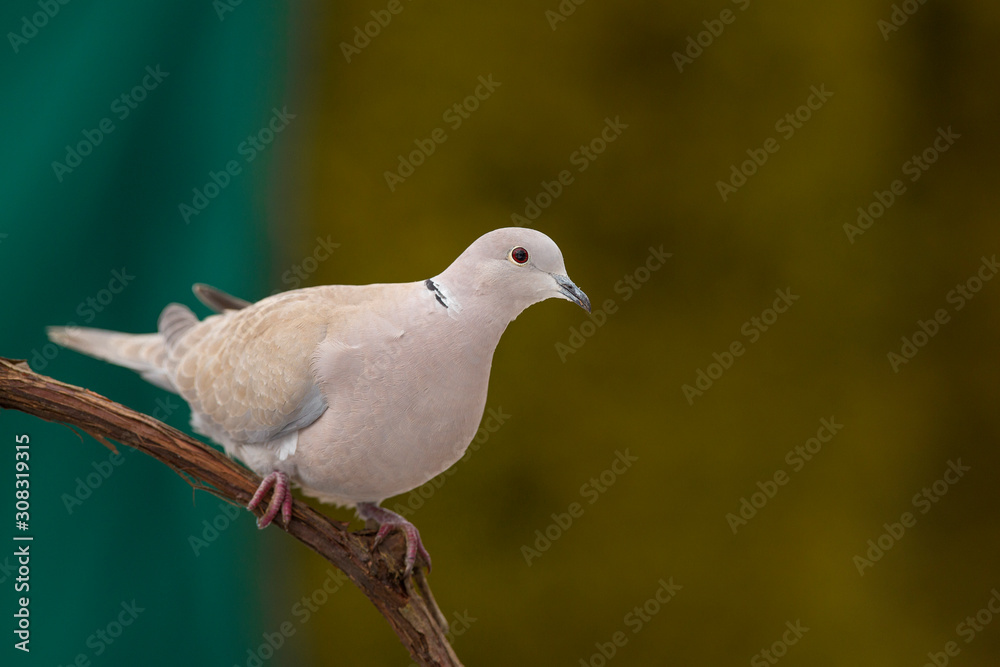 Eurasian collared dove (Streptopelia decaocto) Eurasian collared dove (Streptopelia decaocto)
