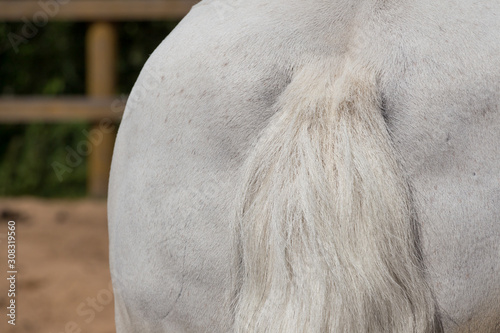 Back and tail of white horse close up photo