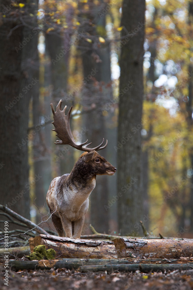 Naklejka premium Fallow deer, Dama dama