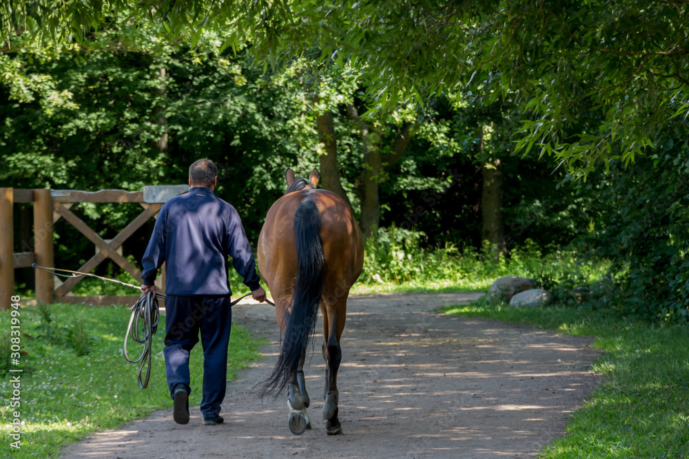 Young buster leads a horse on the reins after a walk in the park Young buster leads a horse on the reins after a walk in the park