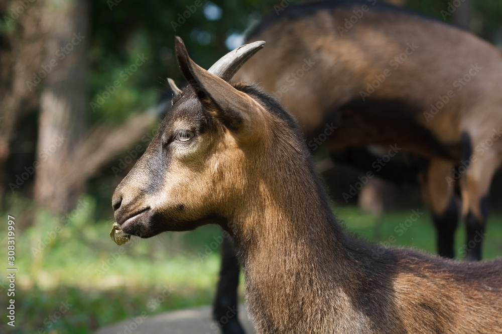 young brown and black goat with small horns chewing grass on a pasture on a farm