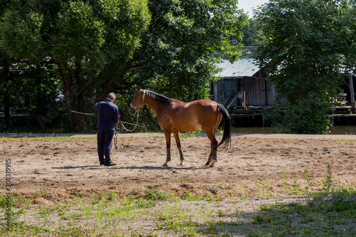 Horse trainer dresses bay horse outside © Neira