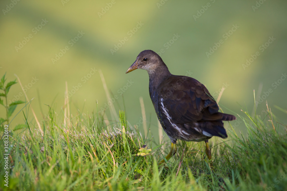 Young common moorhen, swamp chicken (Gallinula chloropus)