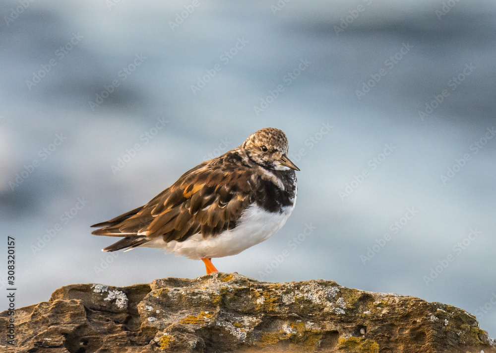 The birds on the coast exhibit their colors! The birds on the coast exhibit their colors!