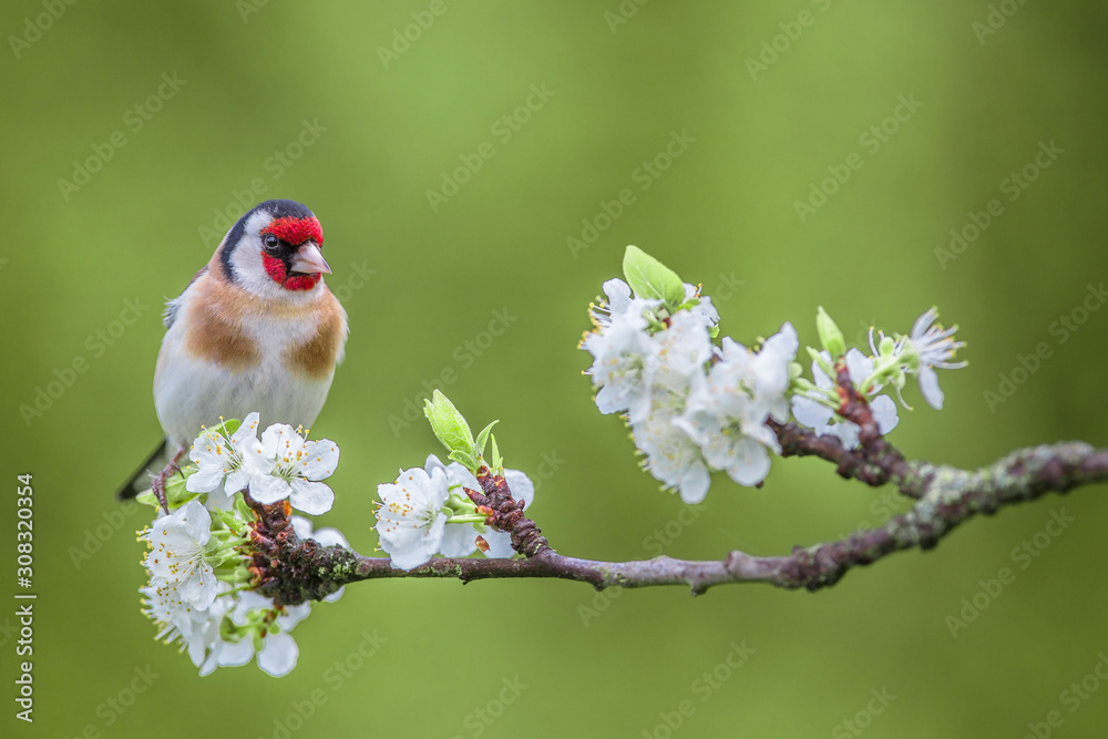European Goldfinch ( Carduelis carduelis ) on a blossoming branch. European Goldfinch ( Carduelis carduelis ) on a blossoming branch.