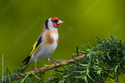 Fototapeta European Goldfinch (Carduelis carduelis)