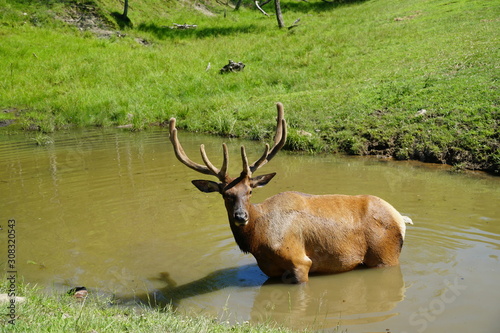 Wallpaper Mural Deer Torontodigital.ca