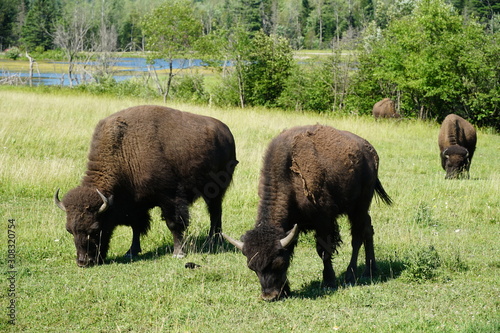 Bison