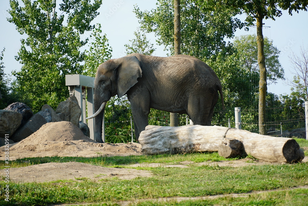 Naklejka premium Zoo Granby