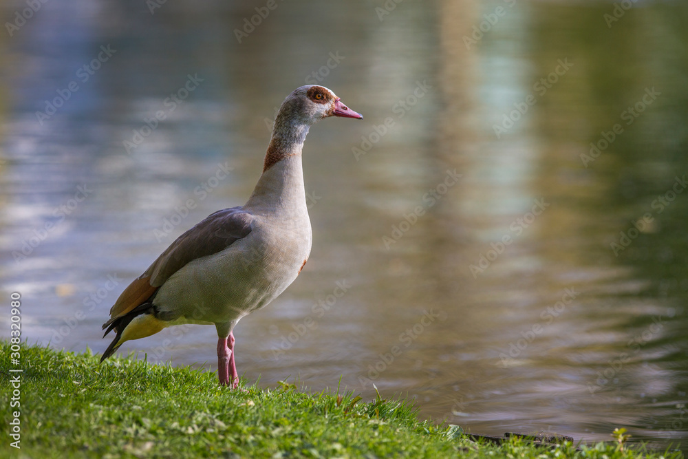 Adult Egyptian Goose (Alopochen aegyptiacus)