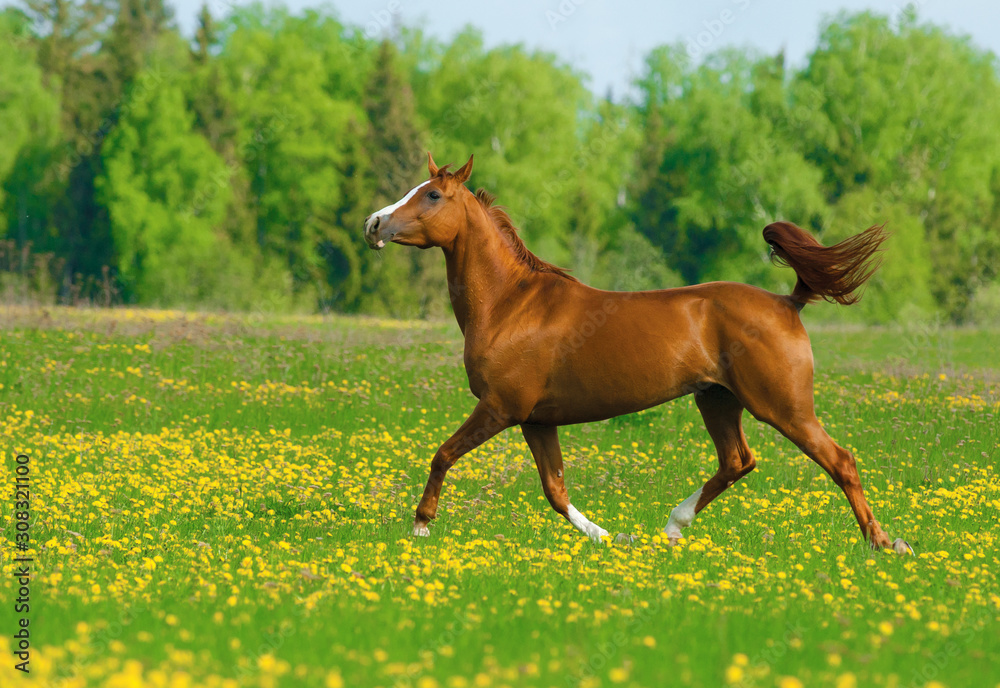 Chestnut beautiful horse in the field Chestnut beautiful horse in the field