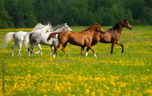 Beautiful horses on freedom in the field © Mari_art