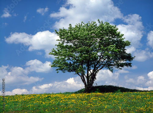 Fototapeta Naklejka Na Ścianę i Meble -  lonely tree on the hill