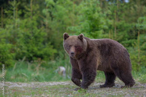  Brown bear (Ursus arctos) in the forest