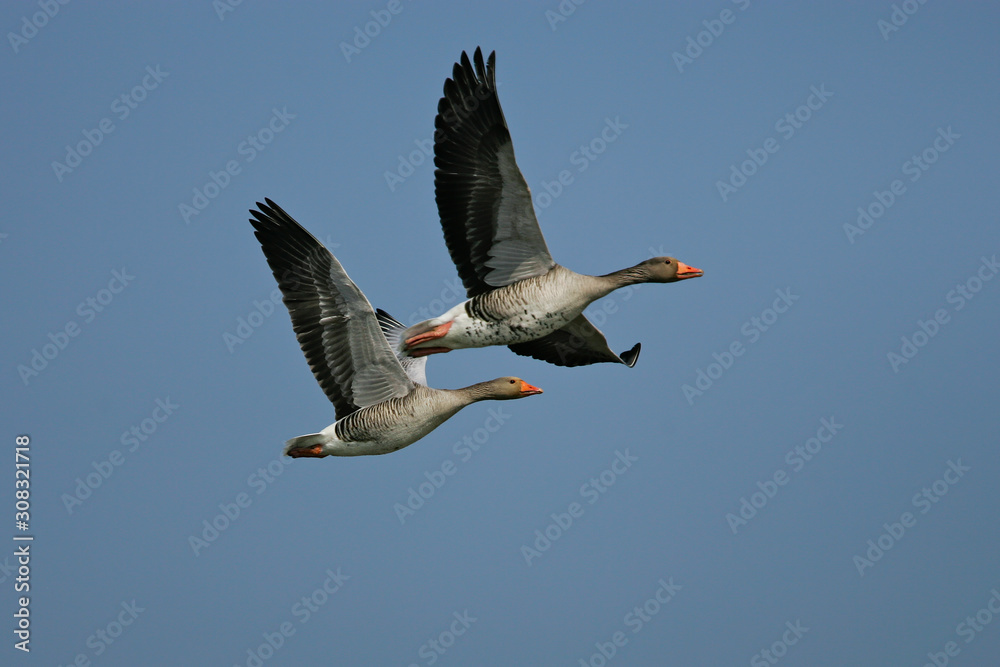 Naklejka premium Graugans (Anser anser) Flugbild mit zwei Altvögeln, Baden-Wuerttemberg, Deutschland
