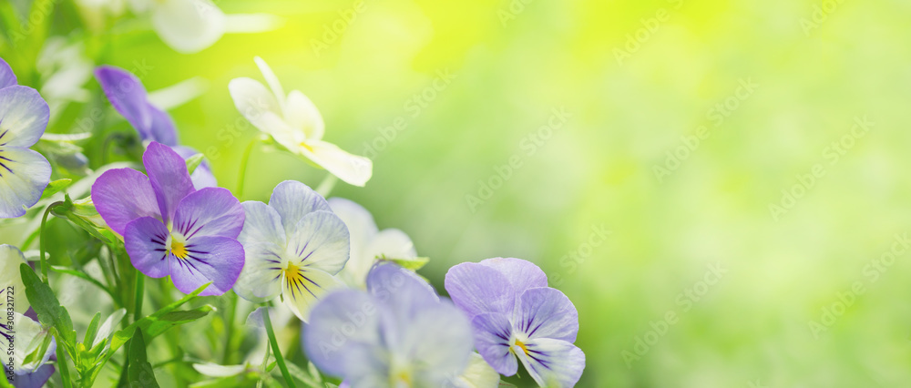 colorful pansy flowers on green background in a garden - obrazy, fototapety, plakaty 