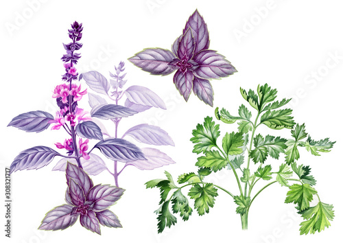 Botanical illustration of the aromatic herbs. Includes coriander  dill and basil. Used as print  packaging design  textile design  magazine or book illustration  poster  menu design element and so on.