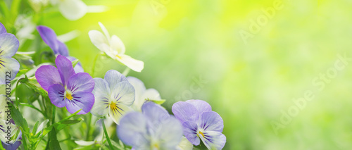 colorful pansy flowers on green background in a garden