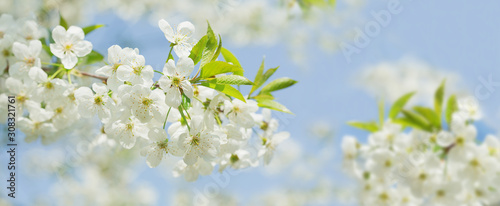 Spring blossom background. Blooming cherry tree White flowers on a tree