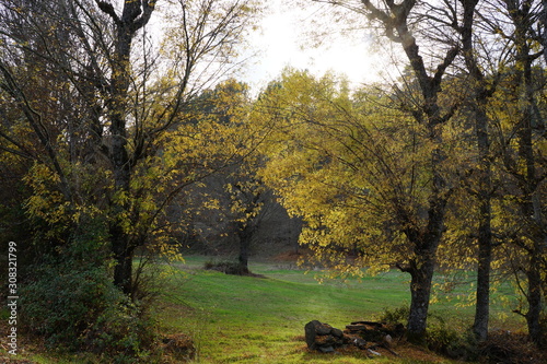 autumn in the park