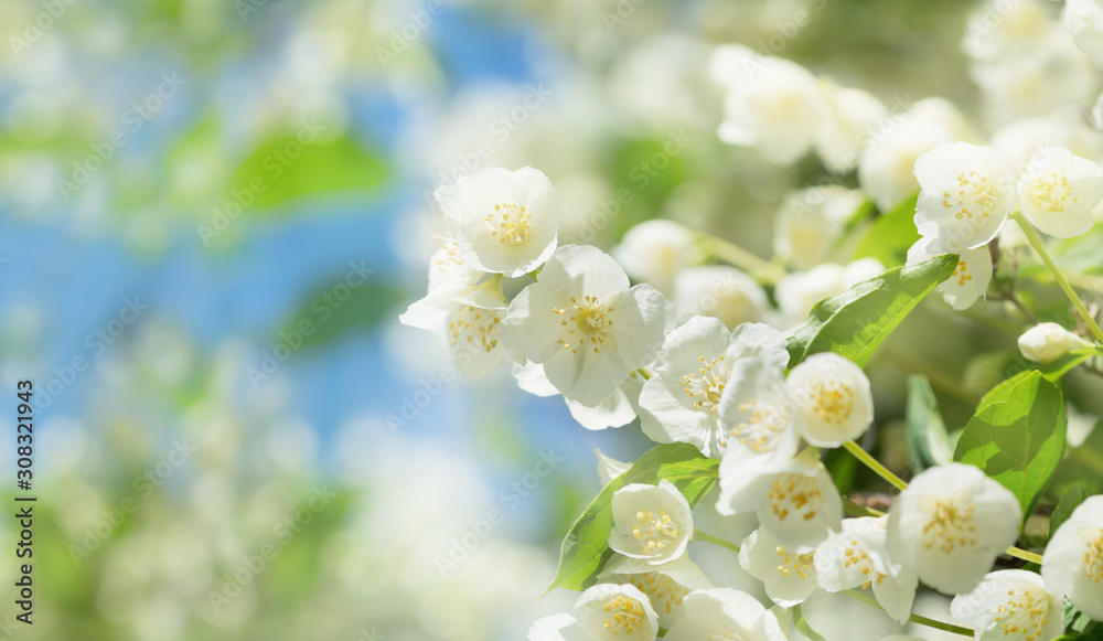 jasmine flowers in a garden