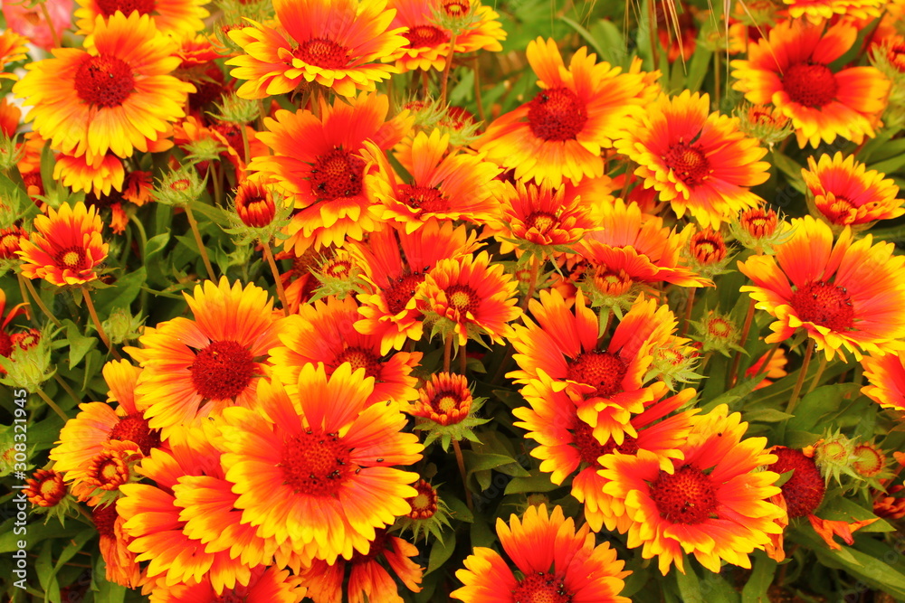 Explosion florale