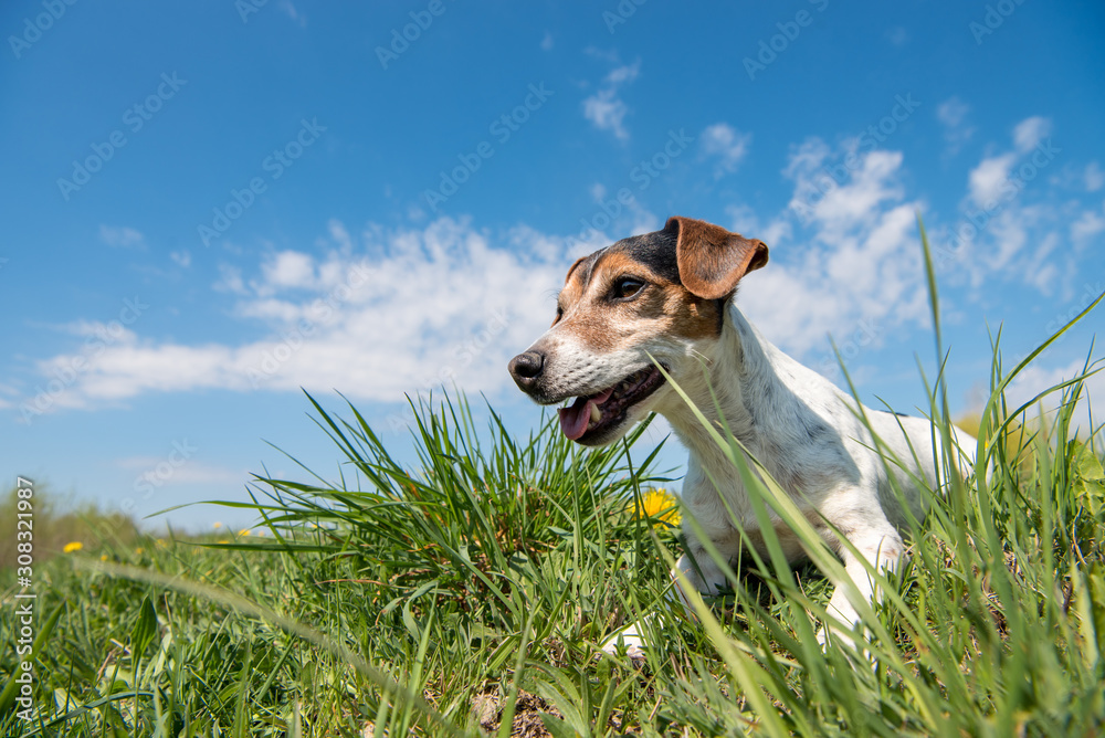 Jack Russell Terrier dog 10 years old sitting in a green spring meadow Jack Russell Terrier dog 10 years old sitting in a green spring meadow