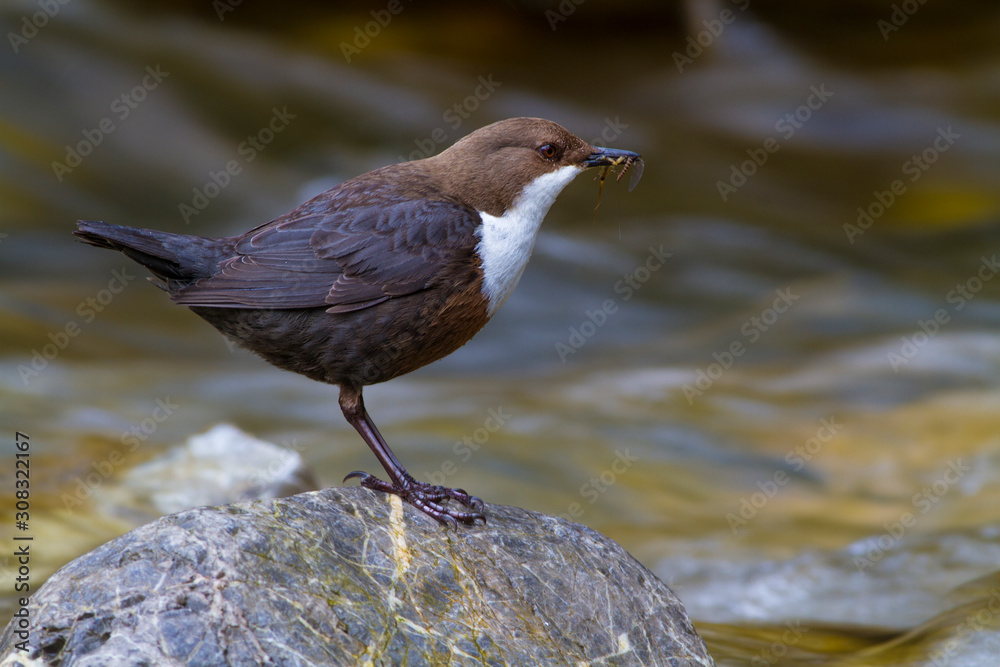 Cinclus cinclus, White-throated Dipper standing on rock in shallow cold water Cinclus cinclus, White-throated Dipper standing on rock in shallow cold water