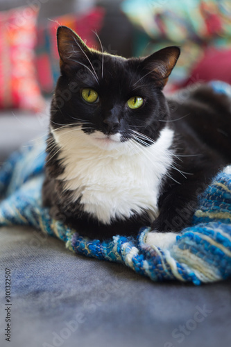Tuxedo shorthair cat with bright green eyes looking into camera