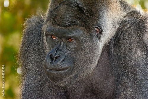 Male Silverback Western Lowland gorilla, (Gorilla gorilla gorilla) close-up portrait with vivid details of face, eyes.